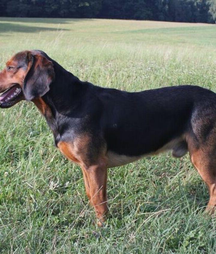 Tyrolean Hound Dog Breed Image 17