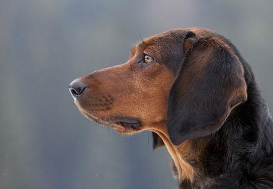 Tyrolean Hound Dog Breed Image 18