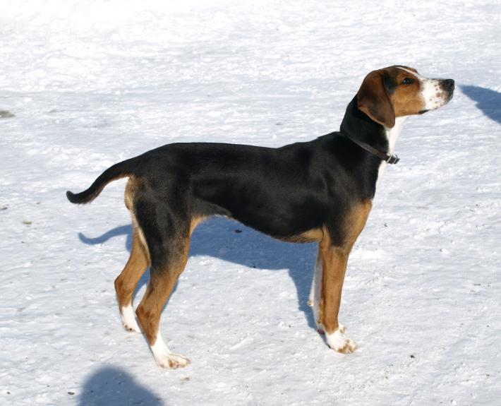 Tyrolean Hound Dog Breed Image 6