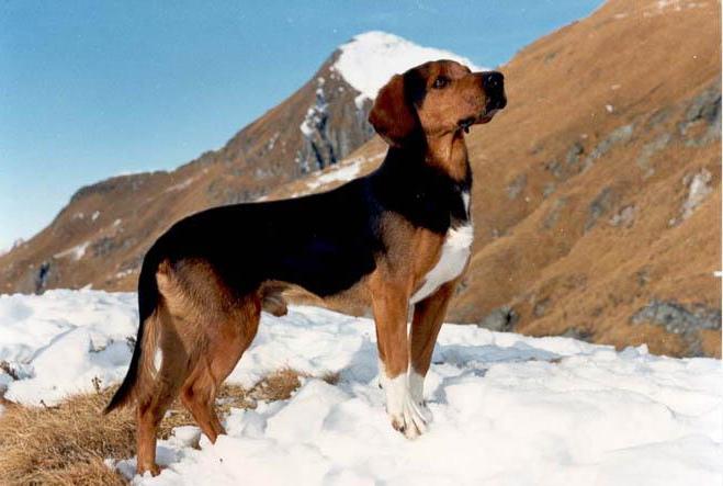 Tyrolean Hound Dog Breed Image 8