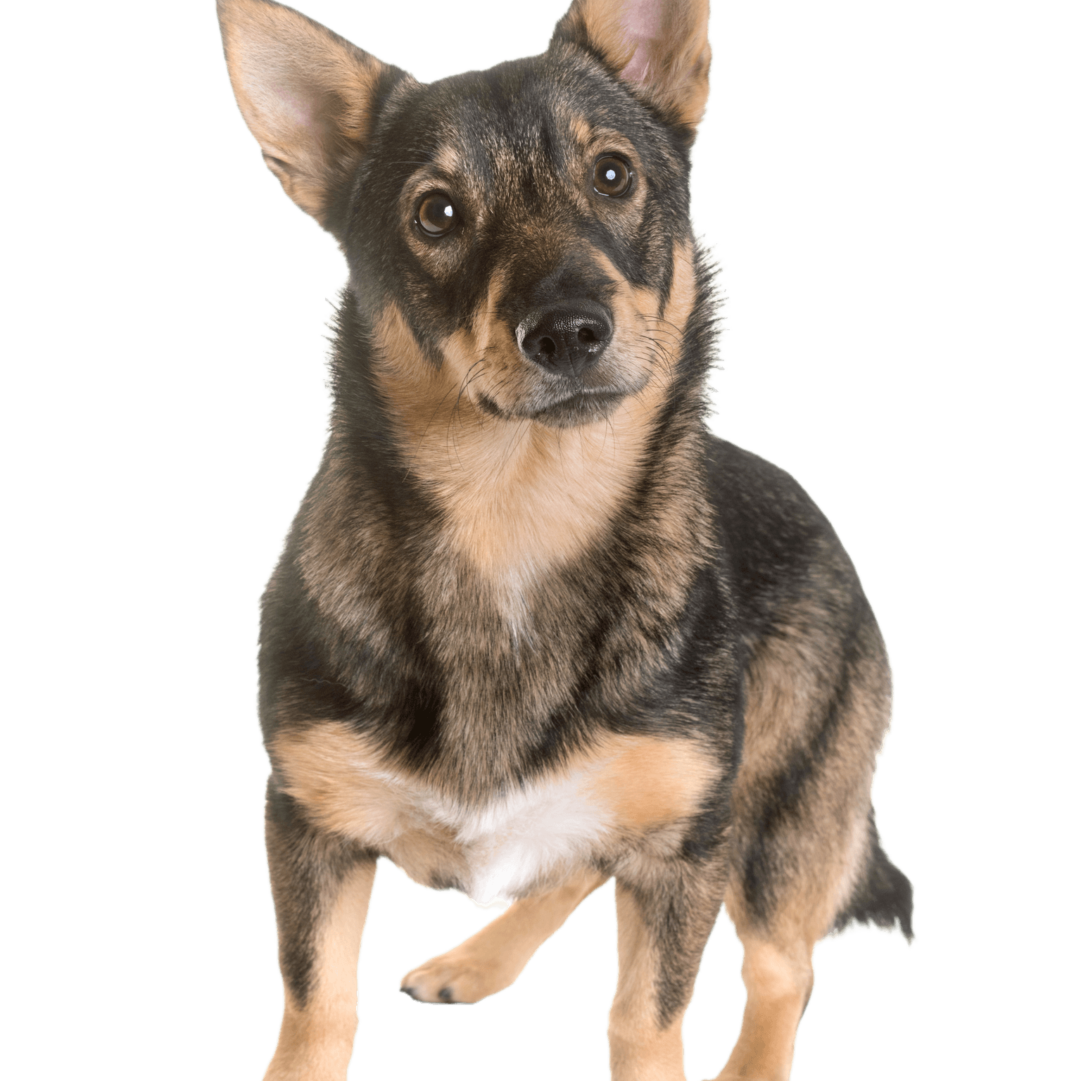 Vastgotaspets Dog Breed Image 1