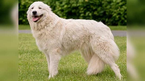 Vikhan Dog Breed Image 13