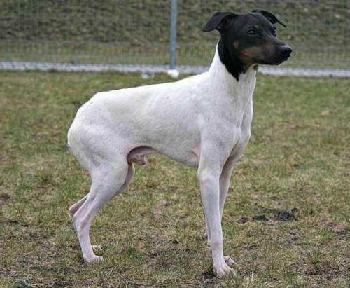 Vikhan Dog Breed Image 15