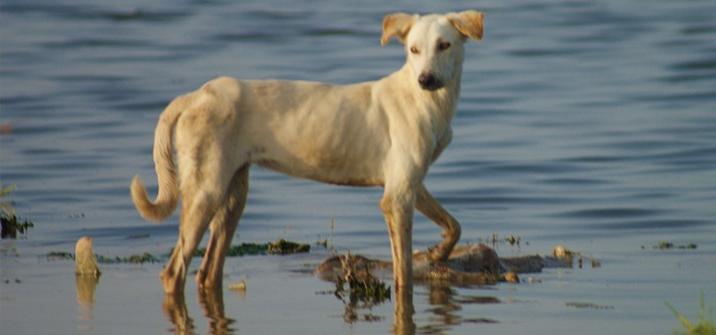 Vikhan Dog Breed Image 6