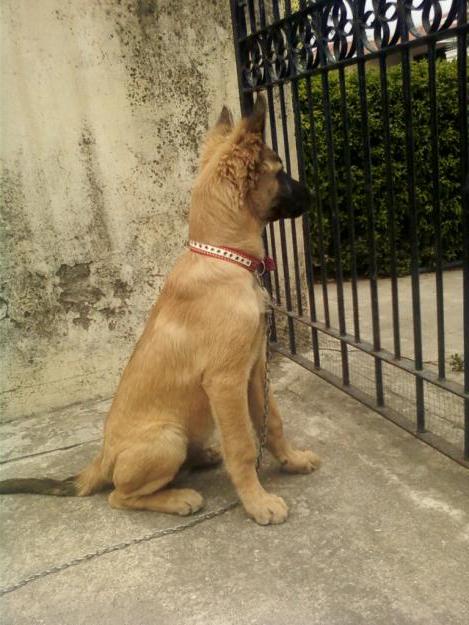 Vikhan Dog Breed Image 8