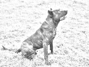 Villano de Las Encartaciones Dog Breed Image 16