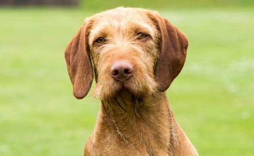 Vizsla, short-haired and wire-haired Dog Breed Image 1