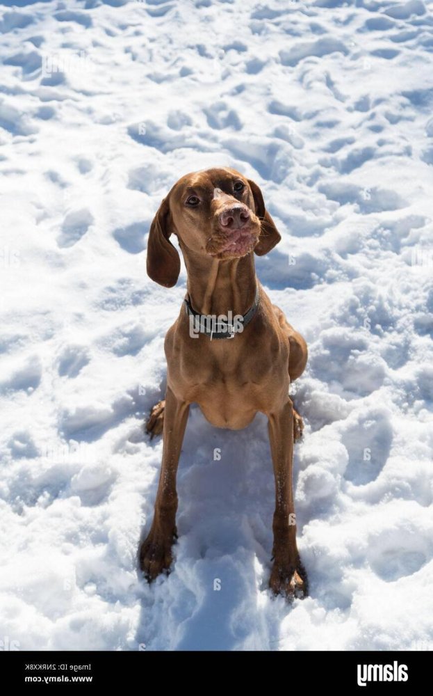 Vizsla, short-haired and wire-haired Dog Breed Image 16