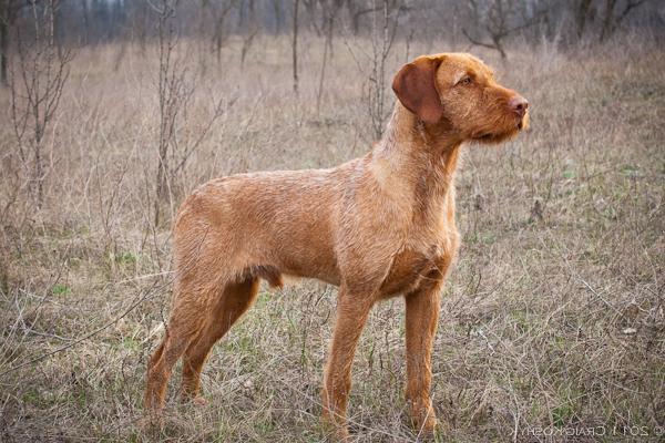 Vizsla, short-haired and wire-haired Dog Breed Image 4