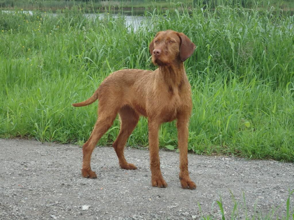 Vizsla, short-haired and wire-haired Dog Breed Image 5