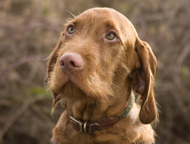 Vizsla, short-haired and wire-haired Dog Breed Image 6