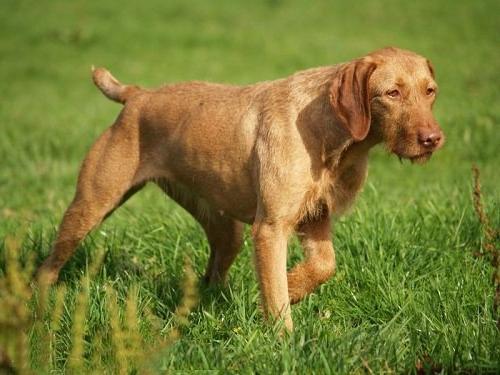 Vizsla, short-haired and wire-haired Dog Breed Image 8