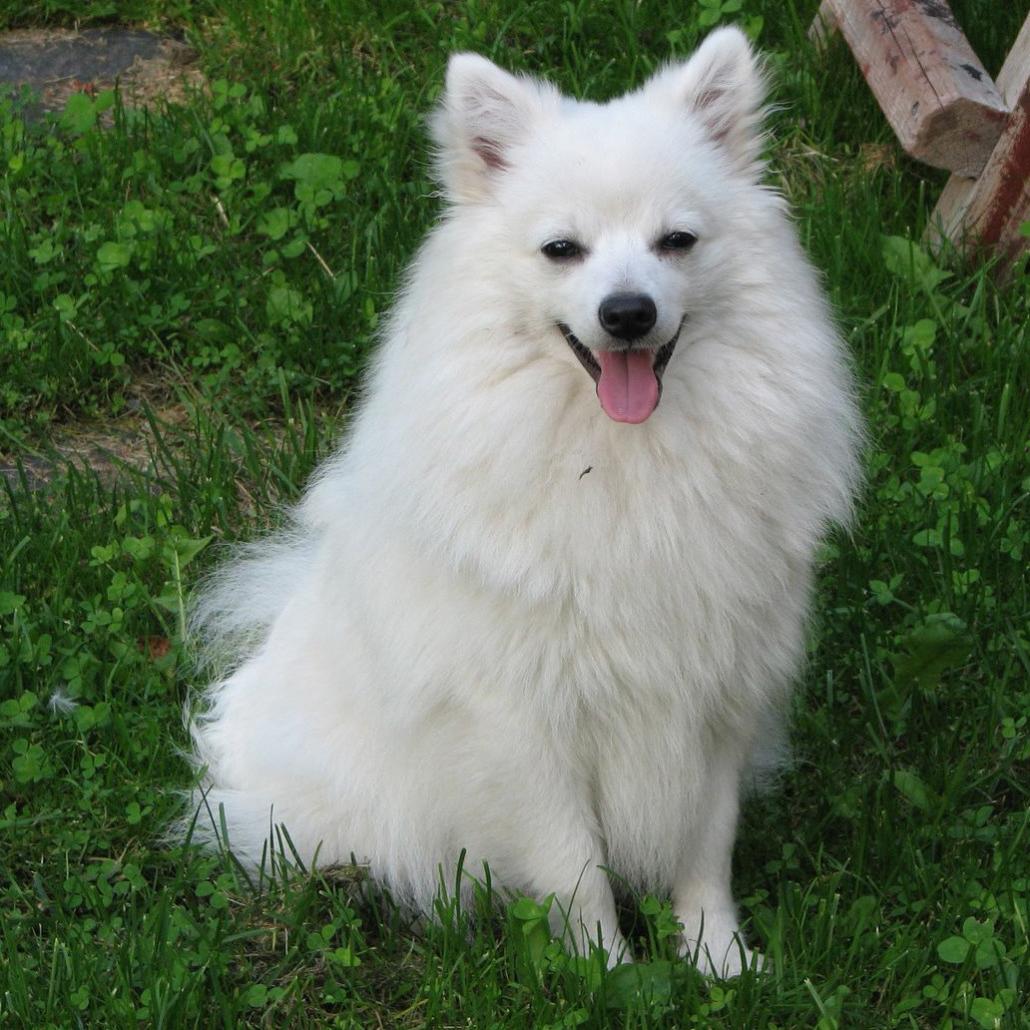 Volpino Italiano Dog Breed Image 2