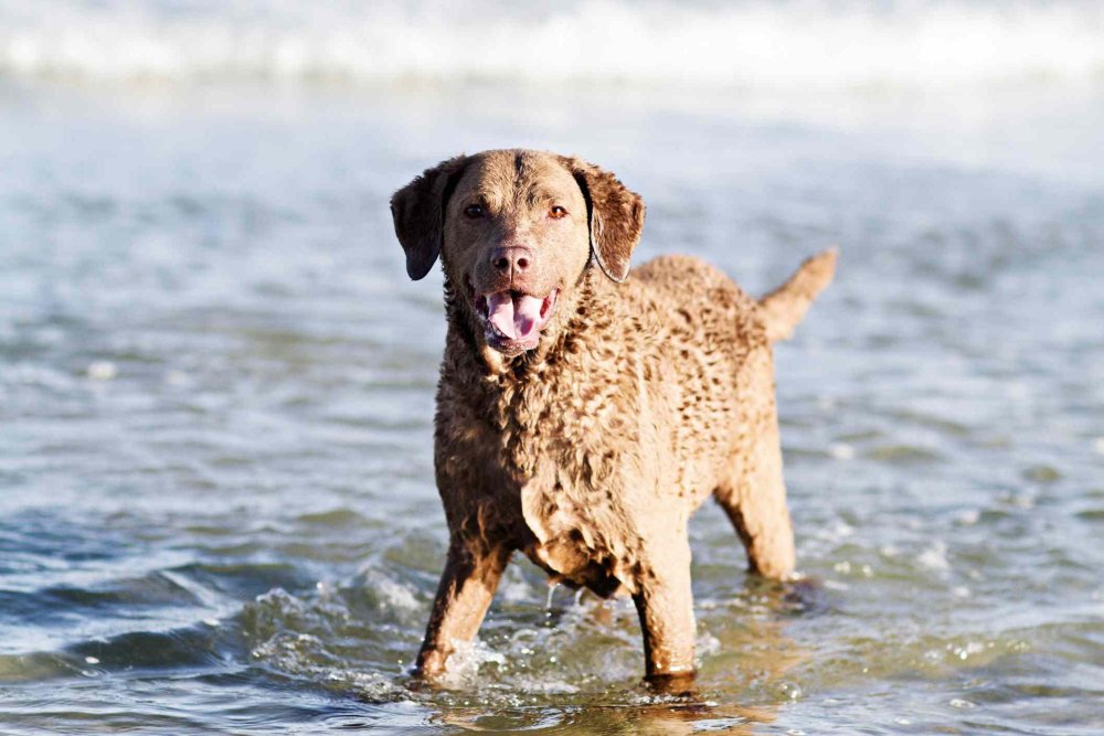 Water Dog Breeds Image 10