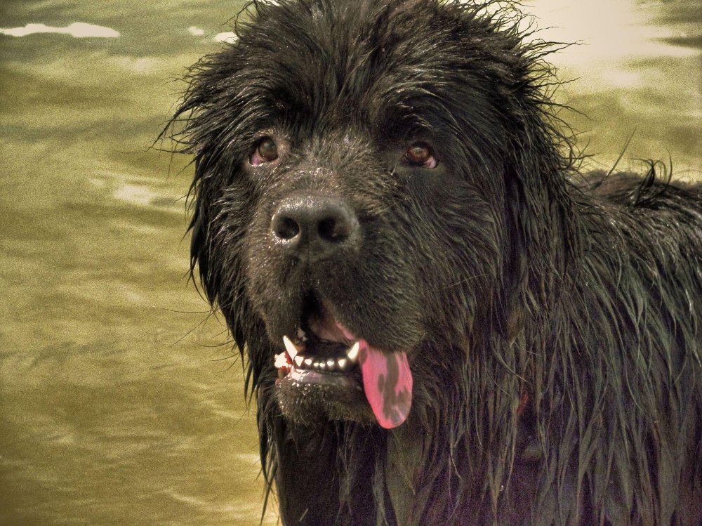 Water Dog Breeds Image 2