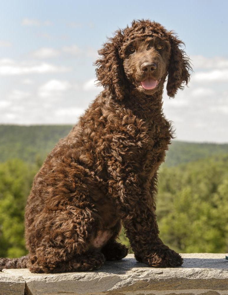 Water Dog Breeds Image 6