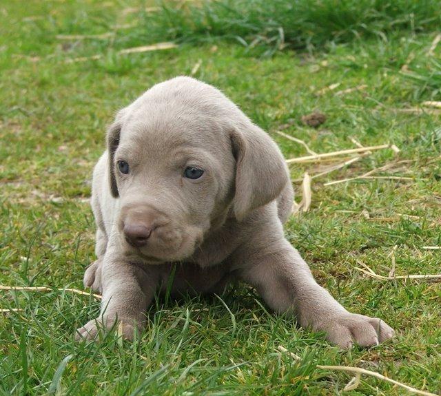 Weimaraner Dog Breed Image 11