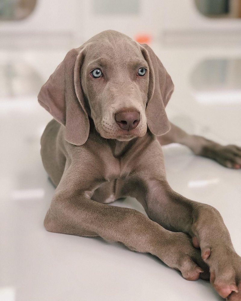 Weimaraner Dog Breed Image 13