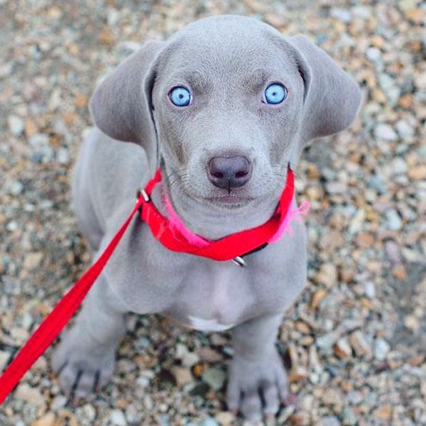 Weimaraner Dog Breed Image 14