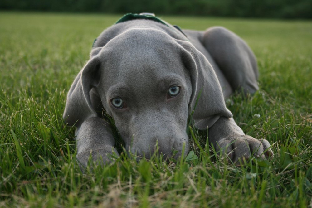 Weimaraner Dog Breed Image 2