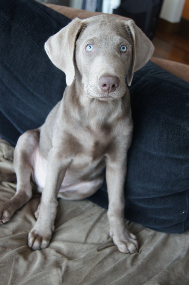 Weimaraner Dog Breed Image 20