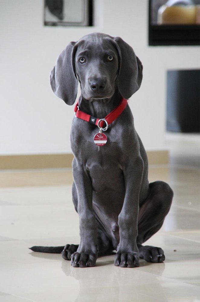 Weimaraner Dog Breed Image 5