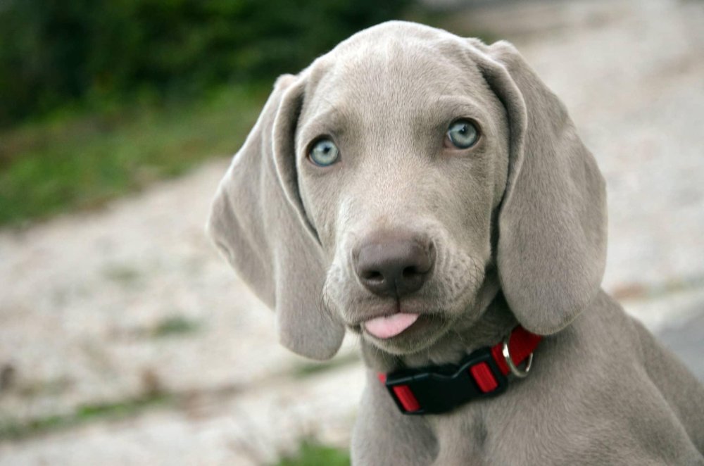 Weimaraner Dog Breed Image 6