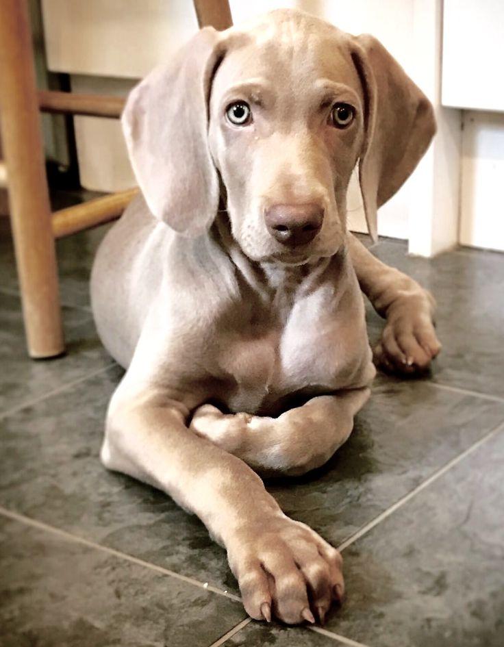 Weimaraner Dog Breed Image 8