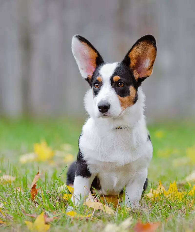 Welsh Corgi Cardigan Dog Breed Image 1