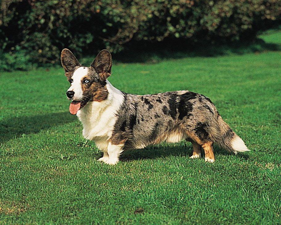 Welsh Corgi Cardigan Dog Breed Image 11