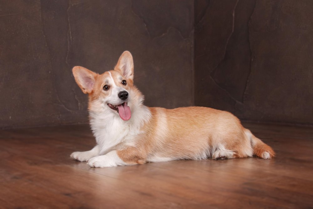 Welsh Corgi Cardigan Dog Breed Image 19