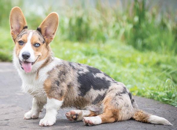 Welsh Corgi Cardigan Dog Breed Image 20