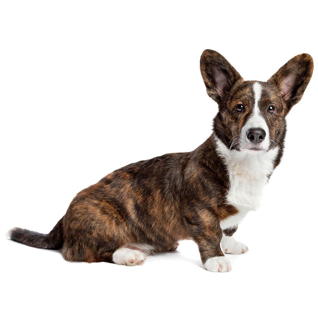 Welsh Corgi Cardigan Dog Breed Image 6