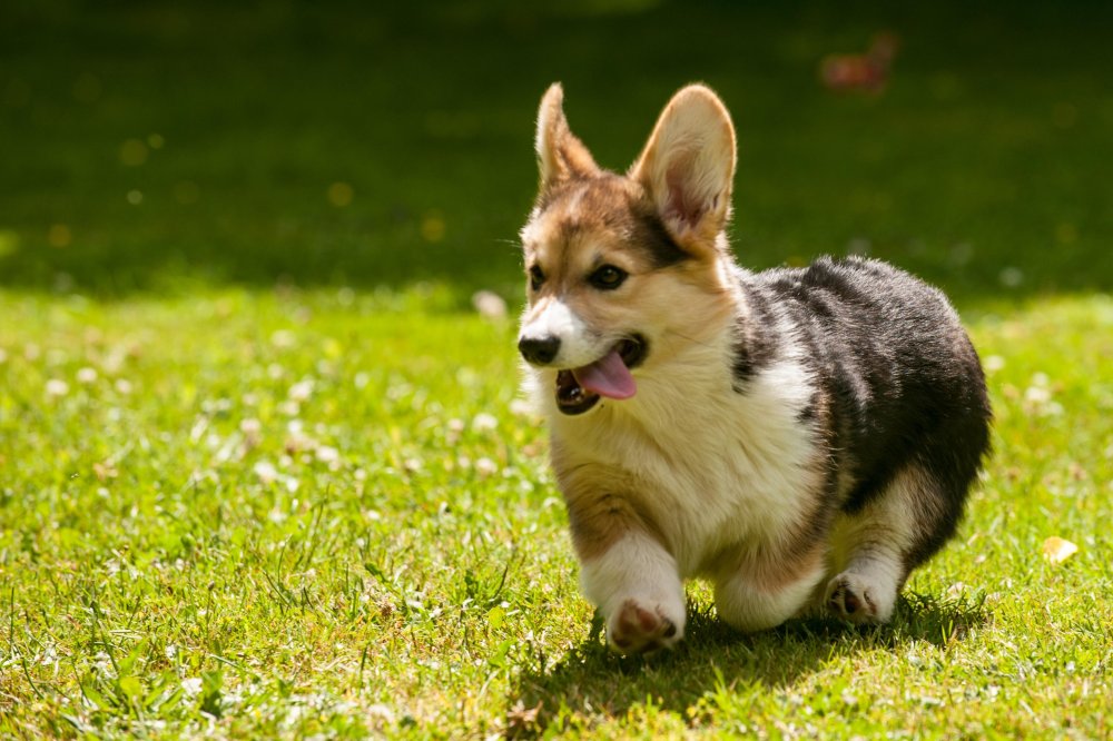 Welsh Corgi Pembroke Dog Breed Image 12