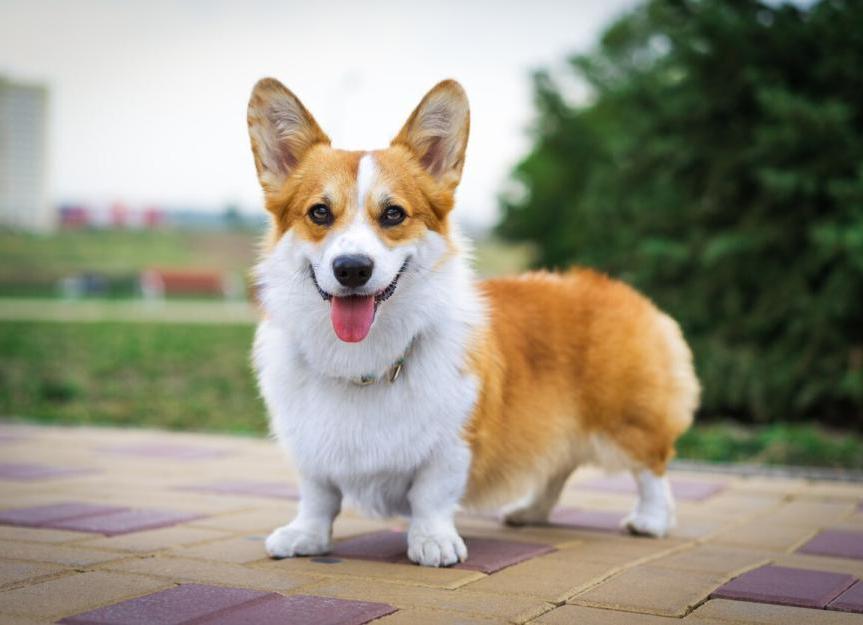 Welsh Corgi Pembroke Dog Breed Image 8