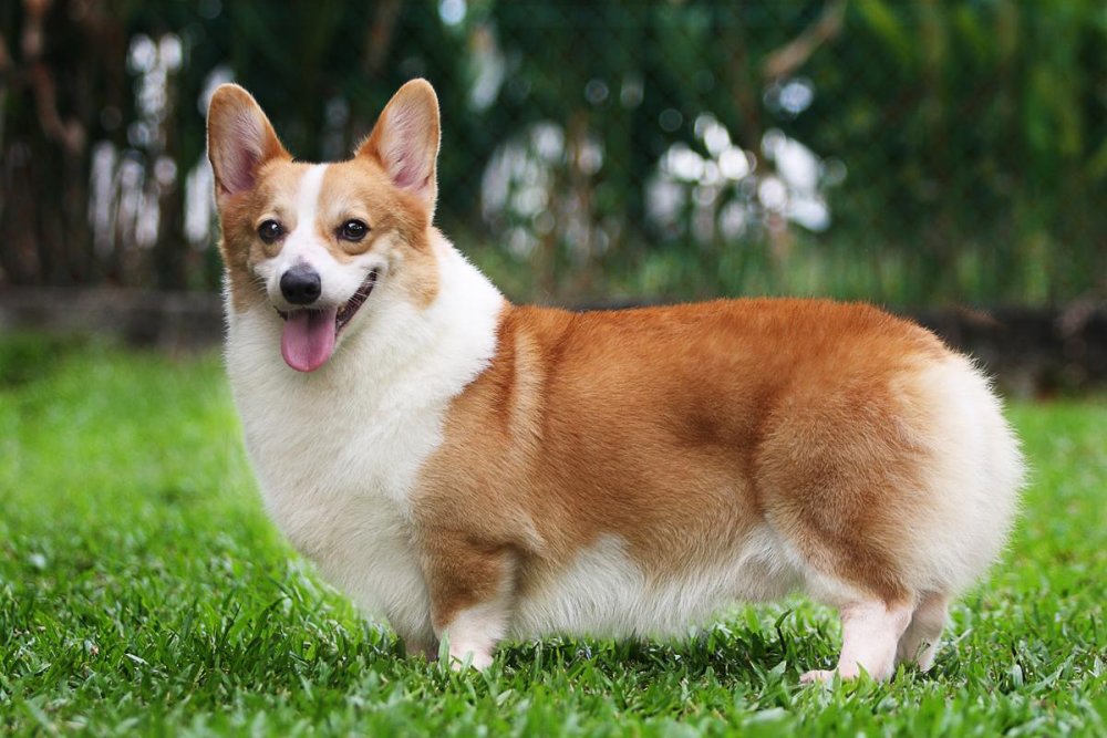 Welsh Corgi Pembroke Dog Breed Image 9