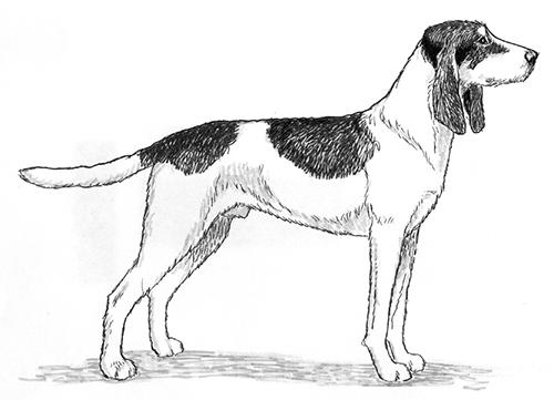 Welsh Hound Dog Breed Image 19