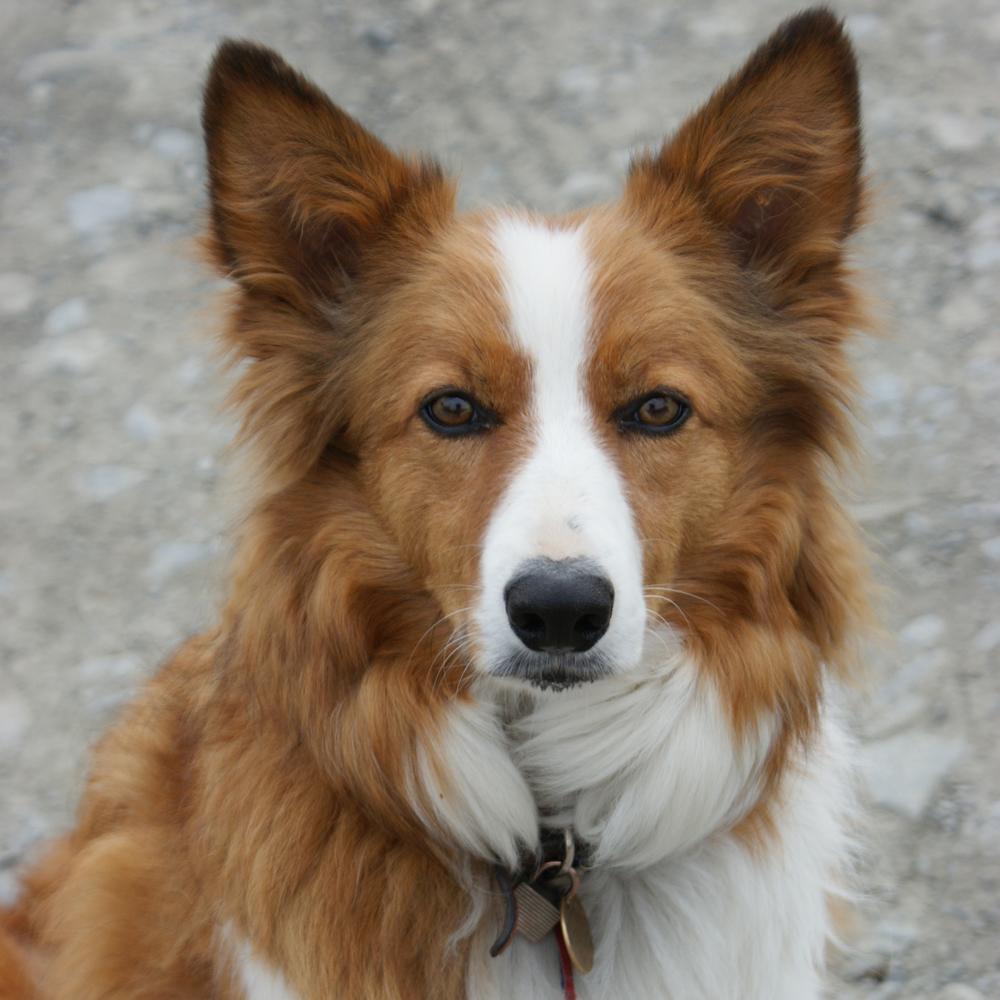 Welsh SheepDog Breed Image 1