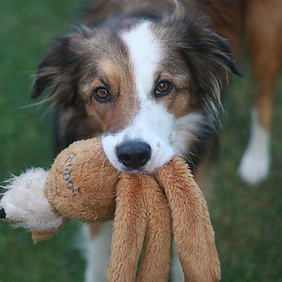 Welsh SheepDog Breed Image 11