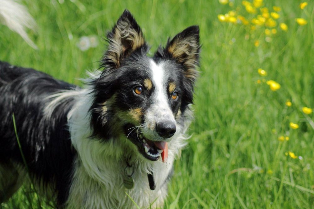 Welsh SheepDog Breed Image 12