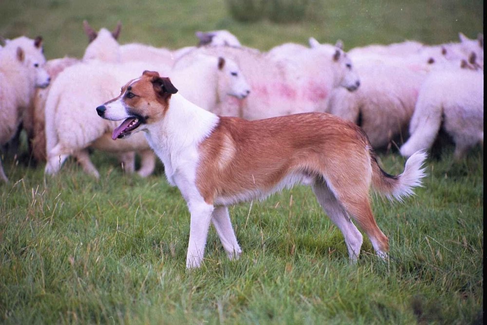 Welsh SheepDog Breed Image 18