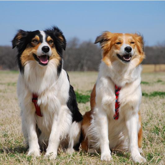 Welsh SheepDog Breed Image 2