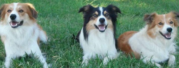 Welsh SheepDog Breed Image 20