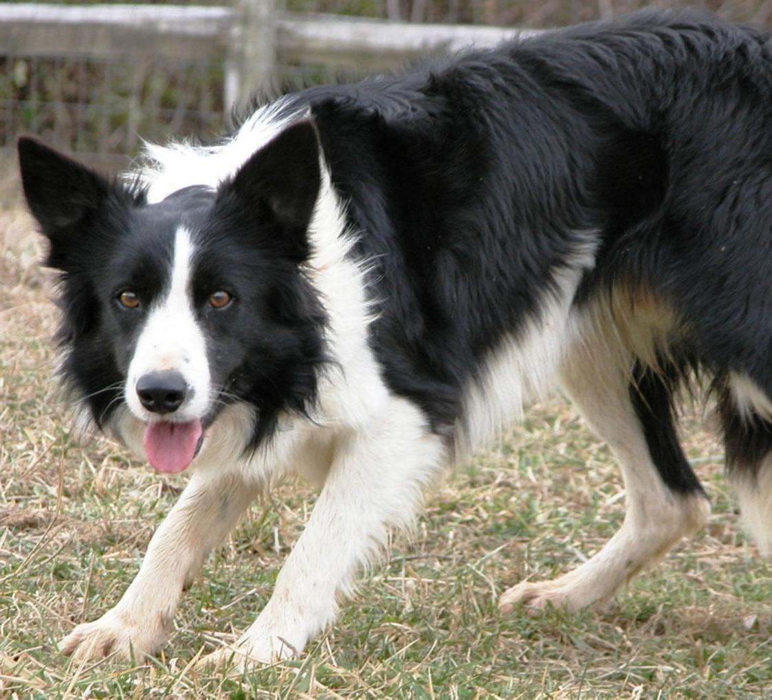 Welsh SheepDog Breed Image 4