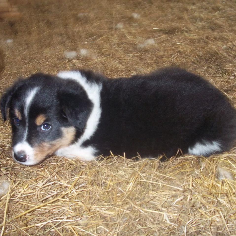 Welsh SheepDog Breed Image 7