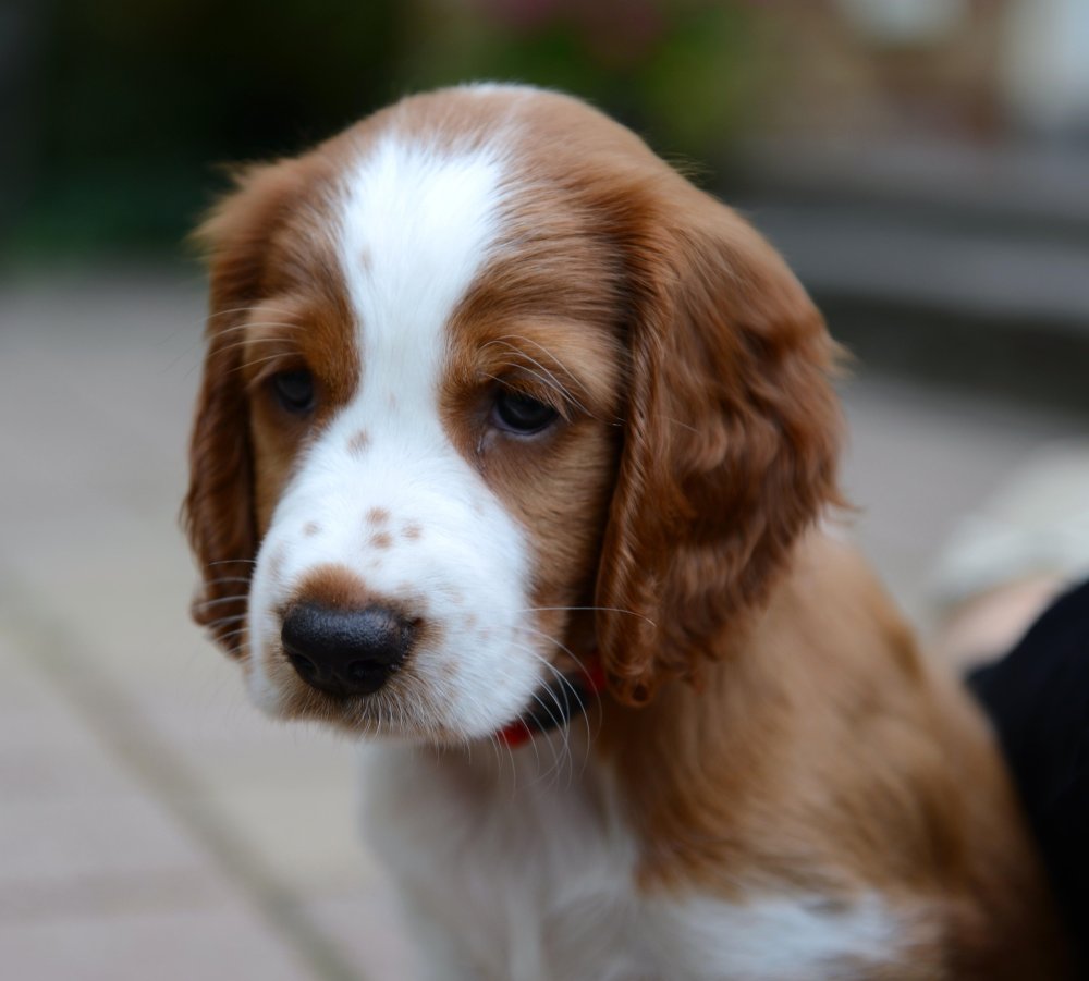 Welsh Springer Spaniel Dog Breed Image 10