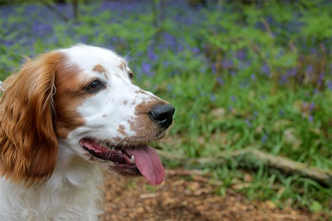 Welsh Springer Spaniel Dog Breed Image 17