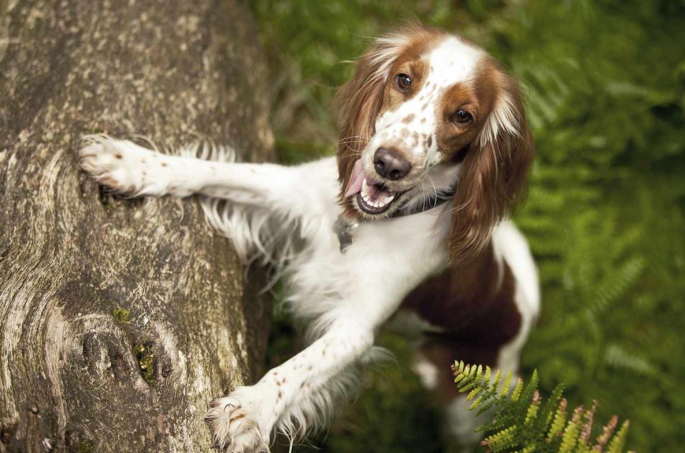 Welsh Springer Spaniel Dog Breed Image 18