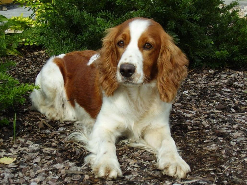 Welsh Springer Spaniel Dog Breed Image 2