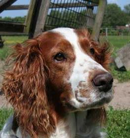 Welsh Springer Spaniel Dog Breed Image 20